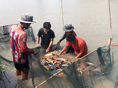 Malawi Cichlid Fish Farm For Export From Thailand